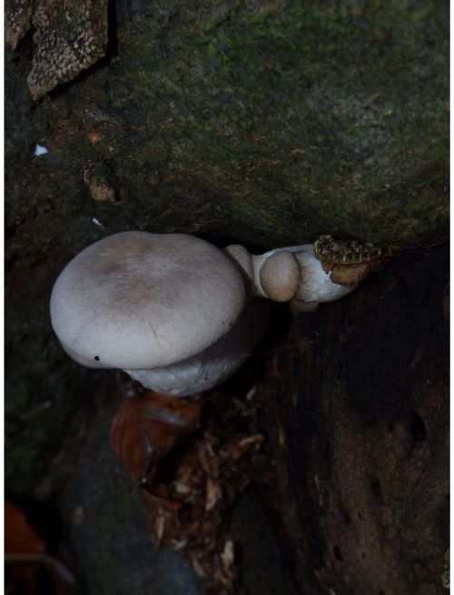 Developing fruit bodies on beech in the New Forest, UK.